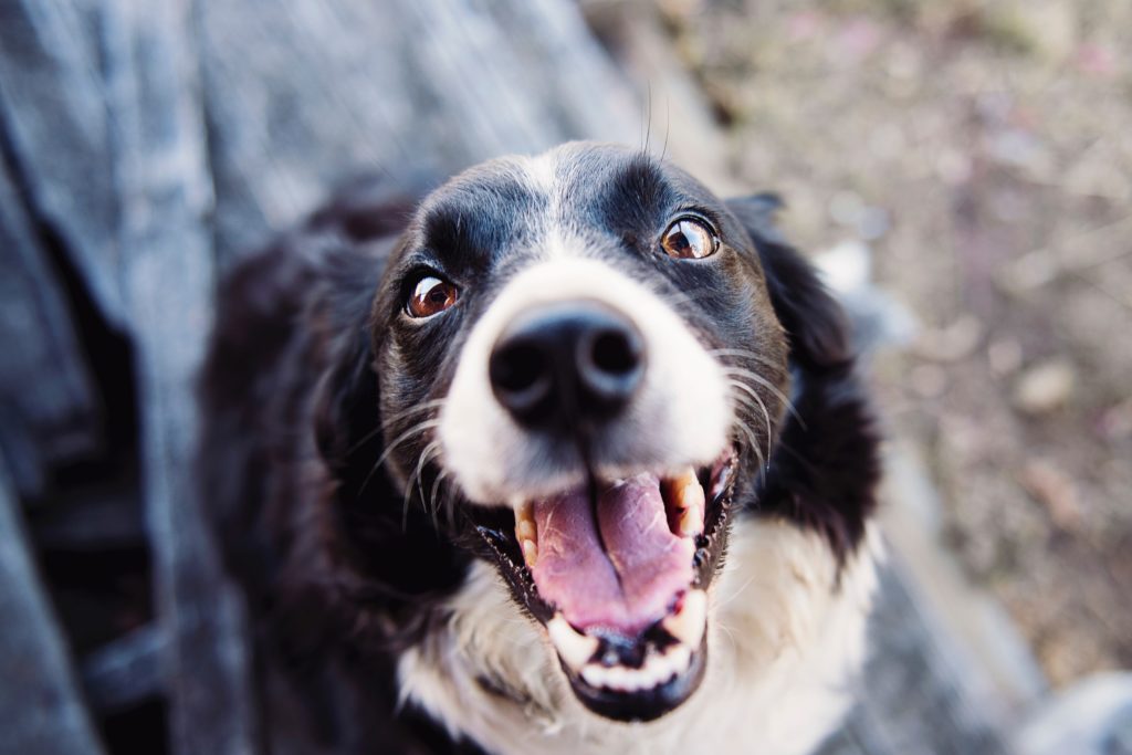 5 Ways to Mentally Stimulate Your Dog
